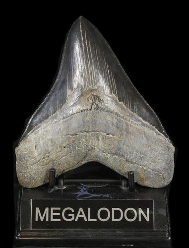 Sharp, Megalodon Tooth - Georgia #37613